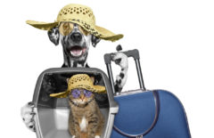 Soluciones que te ayudan a optimizar el transporte de animales