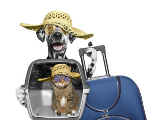 transporte animales