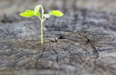 Ciclo de vida de la empresa y de su transformación digital