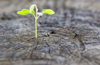 ciclo de vida de una empresa