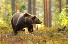 Comercio con fauna y flora: ¿qué es el Certificado CITES?